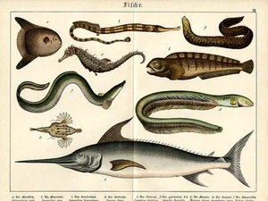 1886 SCHUBERT CHROMO sunfish, pipefish, seahorse, moray, swordfish, electric eel - Picture 1 of 3