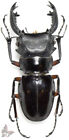 Odontolabis Imperialis Comorii-Giant!!, 65-67  Mm, Unmounted Beetle