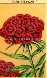 Vintage French Seed Label, Red Carnation Flowers, Art Print on 11x14" 10131 - Picture 1 of 1