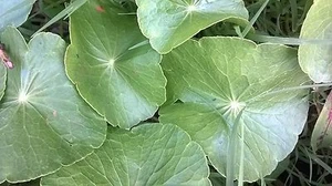 Pennywort/ Dollarweed , no container (approx 20 Count with roots) - Picture 1 of 17