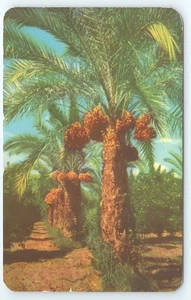 Cartolina Date Palms in Arizona spedita 1950 - Foto 1 di 2