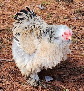 Bantam Cochin Hatching Eggs ~ COLORS~ Frizzle Possible!! 12+ Eggs - Picture 1 of 10