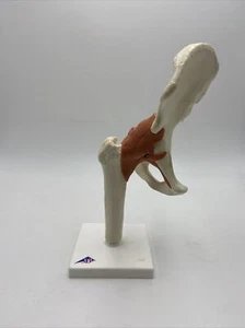 3B Scientific Anatomical Model A81/1 Functional Human Hip Joint Anatomy - Picture 1 of 4
