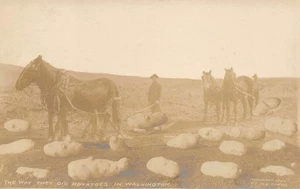 RPPC "Potatoes In Washington" Exaggeration Farming 1907 Oakes Vintage Postcard - Bild 1 von 2