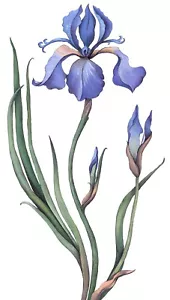 Blue iris Original Gouache Painting 12'x6' Botanical illustration - Picture 1 of 5