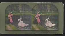 1898, Feeding the Swan in the Park, Vintage Stereoview