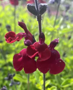 3X SALVIA ROYAL VELOUR PLUG PLANTS, ORNAMENTAL PERENNIAL DEEP RED FLOWERS - Picture 1 of 6