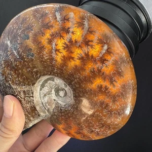 14.5cm/570grams Polished Ammonite Fossil Specimen, Madagascar #64 - Picture 1 of 8