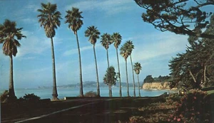 Santa Barbara California Channel Drive Palm Trees Postcard - Picture 1 of 2