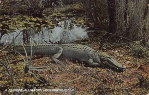 Postcard FL: Florida Alligator, Jacksonville, Florida, Antique DB Posted 1910 - Picture 1 of 2