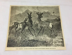 1876 magazine engraving ~ FATAL CURIOSITY, Hunting Antelope - Picture 1 of 1