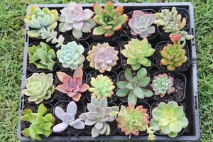 20 x Succulent Cuttings - Nice Varieties In Beautiful Condition - Picture 1 of 7