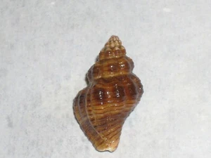 SEMIRICINULA KONKANENSIS WUNDERBAR - Bild 1 von 2