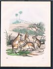 1859 - Känguru Kängurus Cangaroo Australien Australia Original Lithographie
