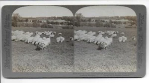 Prize winning Shropshire Sheep in Southern Michigan Stereoview 1900 Underwood - Picture 1 of 1
