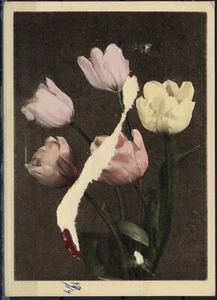 Postal foto de Estados Unidos, 1956. Tulipanes - Imagen 1 de 2