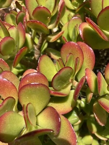 COMBO 4 Different Crassula Collection 2 ea Of Four Varieties (8 Total Cuttings) - Picture 1 of 5