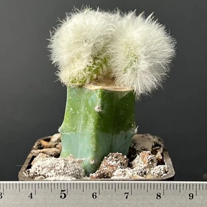 A16-402. Echinocereus viridiflorus f. juvenalis-cristata (Grafted) - Picture 1 of 2