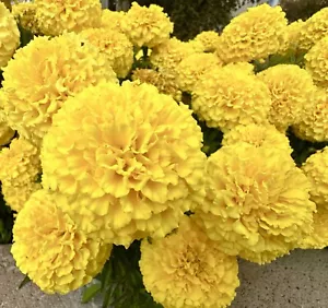 350x African Marigold Mary Helen Giant Double Flower Seeds - Huge Blooms - Picture 1 of 1