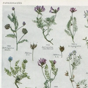Astragalus Oxytropis Pl 145 - Plante Flore - Gravure de presse 1930 - Imagen 1 de 2