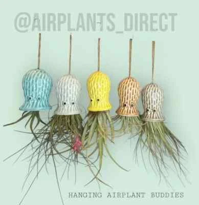 Planta de aire colgante de medusas de cerámica - maceta inspirada en el océano con Tillandsi vivo Foto 1 de 3