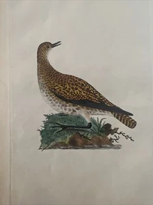 Ornithology Acquaforte 1823 "Golden Plover" - Picture 1 of 4