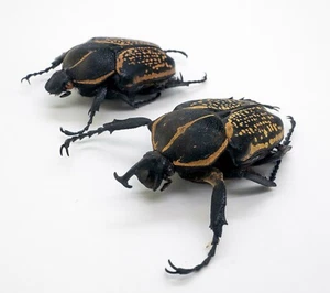 Beetle - Cetoniidae - Fornasinius fornasi (Pair) - Roria Mts, Tanzania (FF51) - Picture 1 of 6