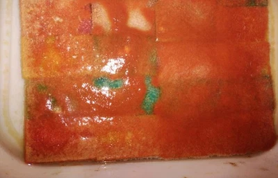 Dero digitata – Mikrofexwürmer - Bild 1 von 2