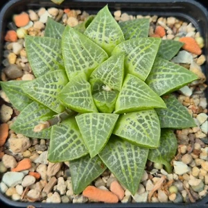 Haworthia 'Minisuca' x 'Mavka' 10 Semillas Año 2025 - Imagen 1 de 4