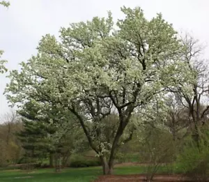 Ornamental Pear (Pyrus Calleryana) 20 Fresh Seeds - Picture 1 of 1