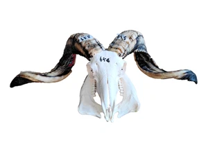 64cm Natural Tibetan Plateau Sheep Head Skull Horns Taxidermy Wall Hanging - Foto 1 di 16