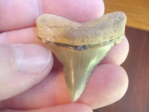 (s1017) 1-9/16" ANGUSTIDENS Collettore DENTE DI SQUALO deformato esemplare fossile - Foto 1 di 1