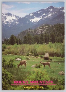 Kontinentale Postkarte Rocky Mountain Nationalpark Colorado mit Maultier Hirsch - Bild 1 von 2