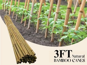3FT BAMBOO CANES TOP QUALITY GARDEN PLANT FLOWER SUPPORT THICK STRON STAKE POLE - Picture 1 of 16