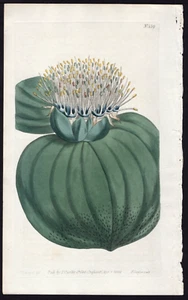 Revista botánica Curtis original 1802 impresión antigua Massonia Muricata #559 - Imagen 1 de 2