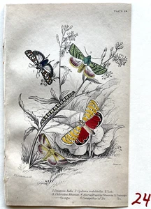 1836 Jardine/Lizars NATURALIST'S LIBRARY Handcolored Print #24 EXOTIC MOTHS - Bild 1 von 3