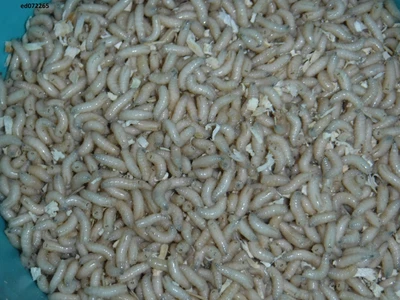 Picos vivos, gusano. Pesca, pesca en hielo, cebo vivo Foto 1 de 3