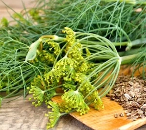 500+ Dukat Dill Seeds | Heirloom - Non-GMO | Free Shipping - USA - Picture 1 of 3