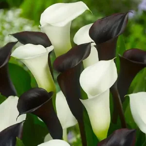 4 - BLACK & WHITE Calla Lily Collection Live Flower Plant Bulbs * GORGEOUS - Picture 1 of 4