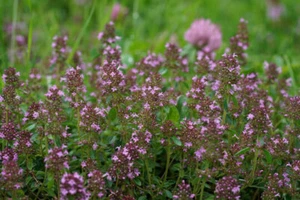 Thymus pulegioides ARZNEI-THYMIAN 100 Samen Heilkraut Bienenweide Samen Thymian - Bild 1 von 1