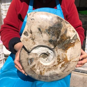 5960G TOP Natural Hermoso Fósil Caracola Cristal Espécimen Curación 620 - Imagen 1 de 15