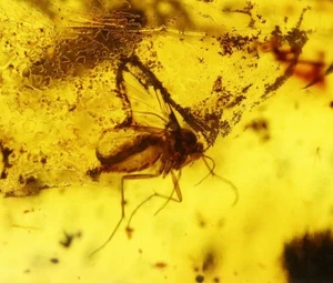 Baltic Amber with 6 Insects | Fossil Inclusions in Genuine Certified Amber - Picture 1 of 11
