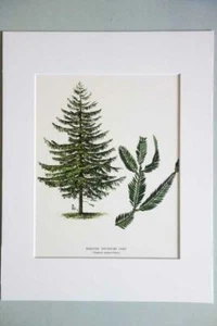 PASSEPARTOUT französische Vintage Lithographie Gravur BOTANISCHER Baumdruck - Mammutbaum Super - Bild 1 von 1