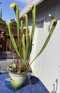 XXLG Sarracenia minor var Okefenokeensis Giant Carnivorous Plant-BareRoot (Loc) - Picture 1 of 22