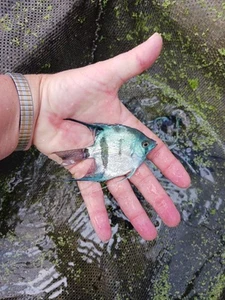 Angelfish Blue Clown Lg - Picture 1 of 1