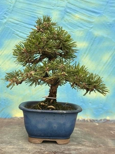 Joe Bonsai Schwarzkiefer SHOHIN Pinus thunbergii KOTOBUKI Schale Pine Pinus - Bild 1 von 10
