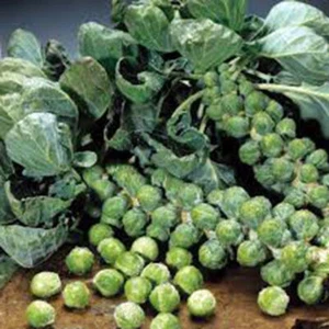Brussel Sprouts Long Island Improved Heirloom By Seed Kingdom 600 Seeds - Picture 1 of 3