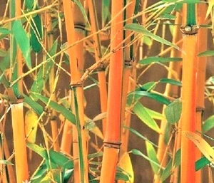 10 RED FOUNTAIN BAMBOO SEEDS -  Fargesia 'Jiuzhaigou'  - Picture 1 of 4