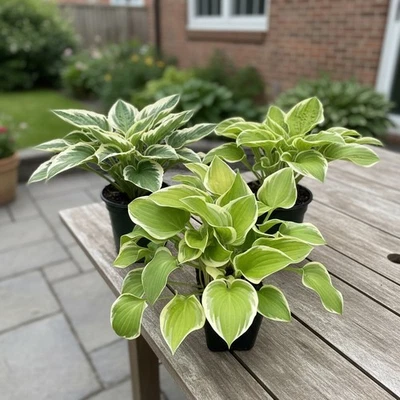Assorted Varieties of Live Hosta - Elegant Perennial Plants for Shade Gardens - Image 1 of 4