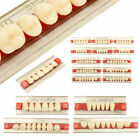 3 Set Dentoprime Zhne Zahnersatz Farbton A2 Kunststoffzhne Acrylic Teeth DHL